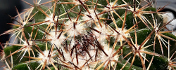 Care of the cactus Parodia ottonis or Indian Head Cactus.