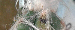 Care of the plant Pilosocereus leucocephalus or Old Man Cactus.