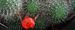 Cuidados del cactus Rebutia minuscula o Rebutia senilis.