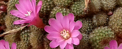 Cuidados del cactus Rebutia perplexa o Aylostera perplexa.