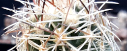 Cuidados de la planta Sclerocactus wetlandicus o Cactus piña.