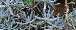 Care of the plant Senecio mandraliscae or Blue Chalksticks.