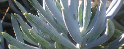 Care of the plant Senecio serpens or Blue chalksticks.
