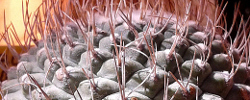 Cuidados de la planta Strombocactus disciformis o Biznaga trompo.