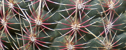 Cuidados de la planta Thelocactus bicolor o Biznaga pezón bicolor.