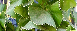 Care of the plant Acalypha wilkesiana or Copperleaf.