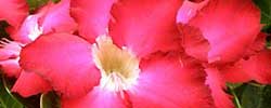 Care of the indoor plant Adenium obesum or Desert rose.