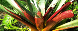 Care of the plant Alcantarea imperialis or Imperial Bromeliad.