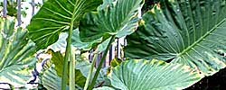 Care of the indoor plant Alocasia macrorrhiza or Giant taro.