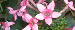 Care of the indoor plant Bouvardia hybrida or Hummingbird Flower.