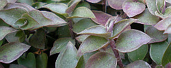 Care of the plant Callisia repens or Creeping inchplant.