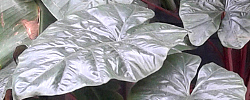 Care of the indoor plant Colocasia esculenta or Taro.