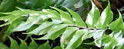 Cuidados de la planta Cyrtomium falcatum, Helecho acebo o Cirtomio.