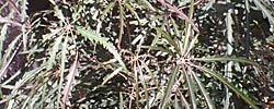 Cuidados de la planta de interior Dizygotheca elegantissima o Falsa aralia.