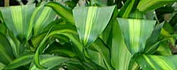 Care of the plant Dracaena fragrans or Corn plant.