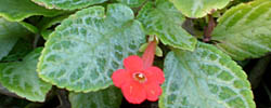 Care of the indoor plant Episcia cupreata or Flame violet.