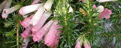 Cuidados de la planta Erica hyemalis o Brezo del Cabo.