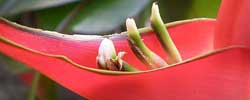 Care of the plant Heliconia bihai or Macaw flower.