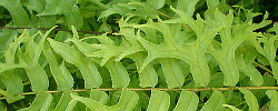Care of the plant Nephrolepis falcata or Fishtail fern.
