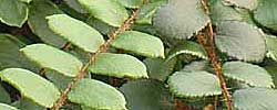 Cuidados de la planta de interior Pellaea rotundifolia o Helecho botón.