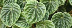 Care of the plant Peperomia caperata or Emerald ripple peperomia.