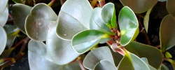 Cuidados de la planta Peperomia obtusifolia o Peperomia.