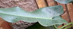 Cuidados de la planta Philodendron hastatum o Filodendro astado.