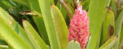 Cuidados de la planta de interior Quesnelia arvensis o Ananas arvensis.