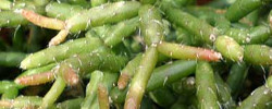 Care of the plant Rhipsalis burchellii or Mistletoe Cactus.