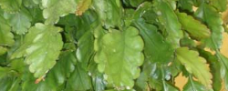 Care of the plant Rhipsalis oblonga or Rhipsalis crispimarginata.