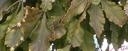 Care of the plant Rhipsalis pachyptera or Hariota pachyptera.