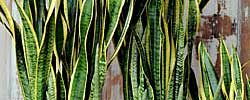Care of the plant Sansevieria trifasciata or Cylindrical snake plant.