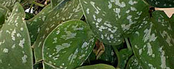 Care of the indoor plant Scindapsus pictus or Satin pothos.