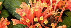 Cuidados de la planta de interior Scutellaria costaricana o Scarlet Skullcap.