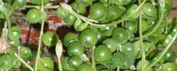 Care of the indoor plant Senecio rowleyanus or String of Pearls.