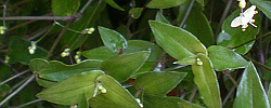 Care of the indoor plant Tradescantia multiflora or Tahitian Bridal Veil.