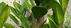 Care of the indoor plant Zamioculcas zamiifolia or ZZ plant.