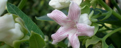 Care of the plant Araujia sericifera or Cruel vine.