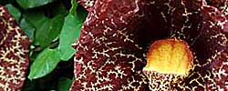 Care of the plant Aristolochia or Dutchman's pipe.