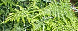 Care of the plant Asparagus setaceus or Common asparagus fern.