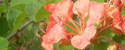 Cuidados de la planta trepadora Bauhinia galpinii, Bauhinia roja o Árbol orquídea rojo.