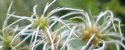 Care of the plant Clematis vitalba or Old man's beard.