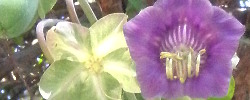 Care of the plant Cobaea scandens or Mexican ivy.
