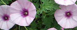 Cuidados de la planta Convolvulus althaeoides o Correhuela rosa.