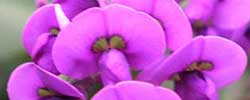 Care of the plant Hardenbergia violacea or Purple coral pea.