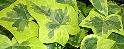 Cuidados de la planta trepadora Hedera helix, Hiedra común, Yedra o Yedra arbórea.