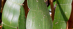 Care of the plant Homalocladium platycladum or Centipede plant.