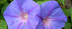 Care of the plant Ipomoea indica or Blue morning glory.