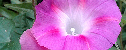 Care of the plant Ipomoea tricolor or Morning Glory.