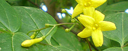 Care of the plant Jasminum humile or Italian jasmine.